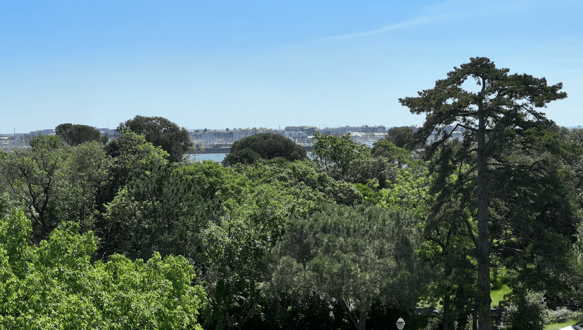 Acacia — photo 2